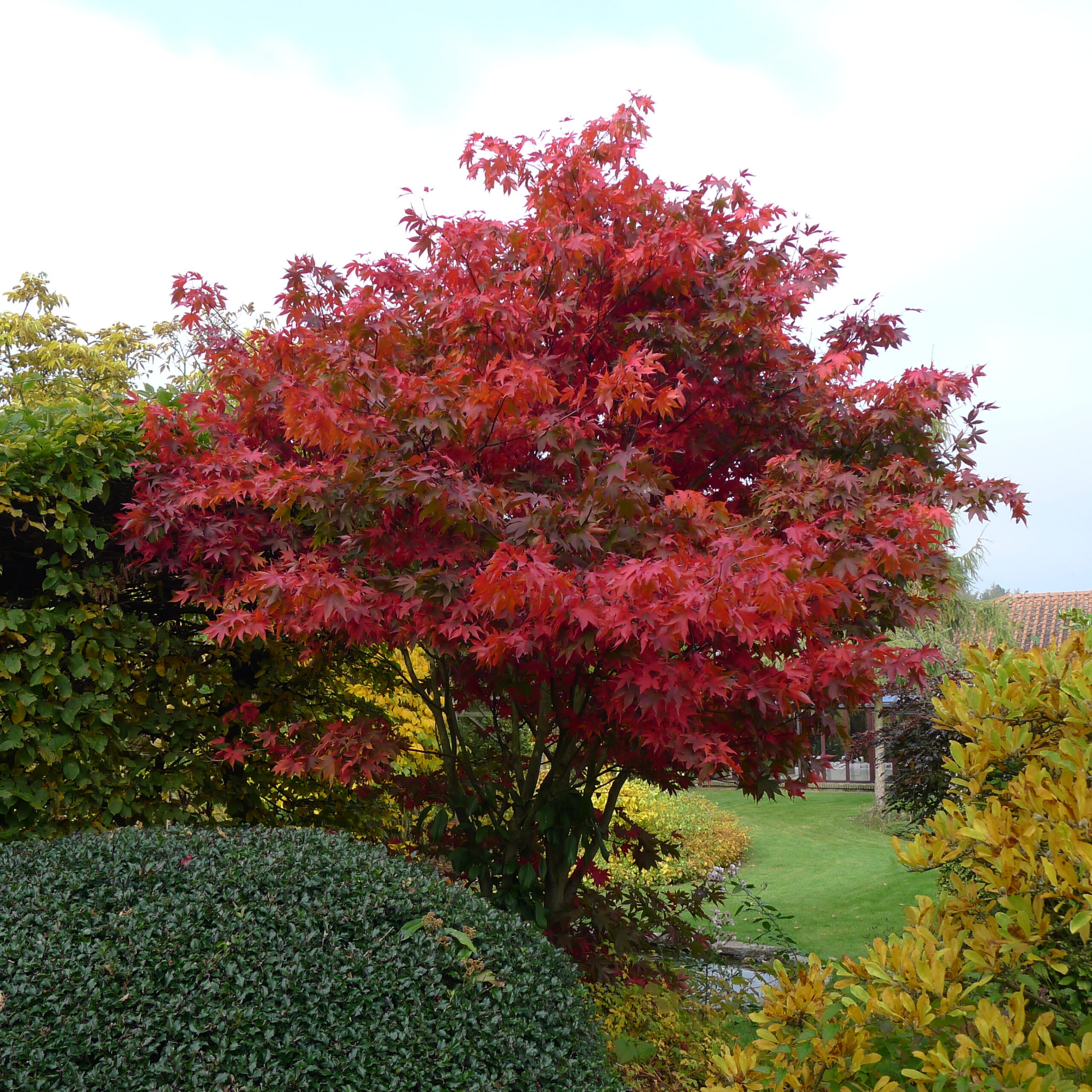 ACER PALMATUM 'OSAKAZUKI' - Afbeelding 3