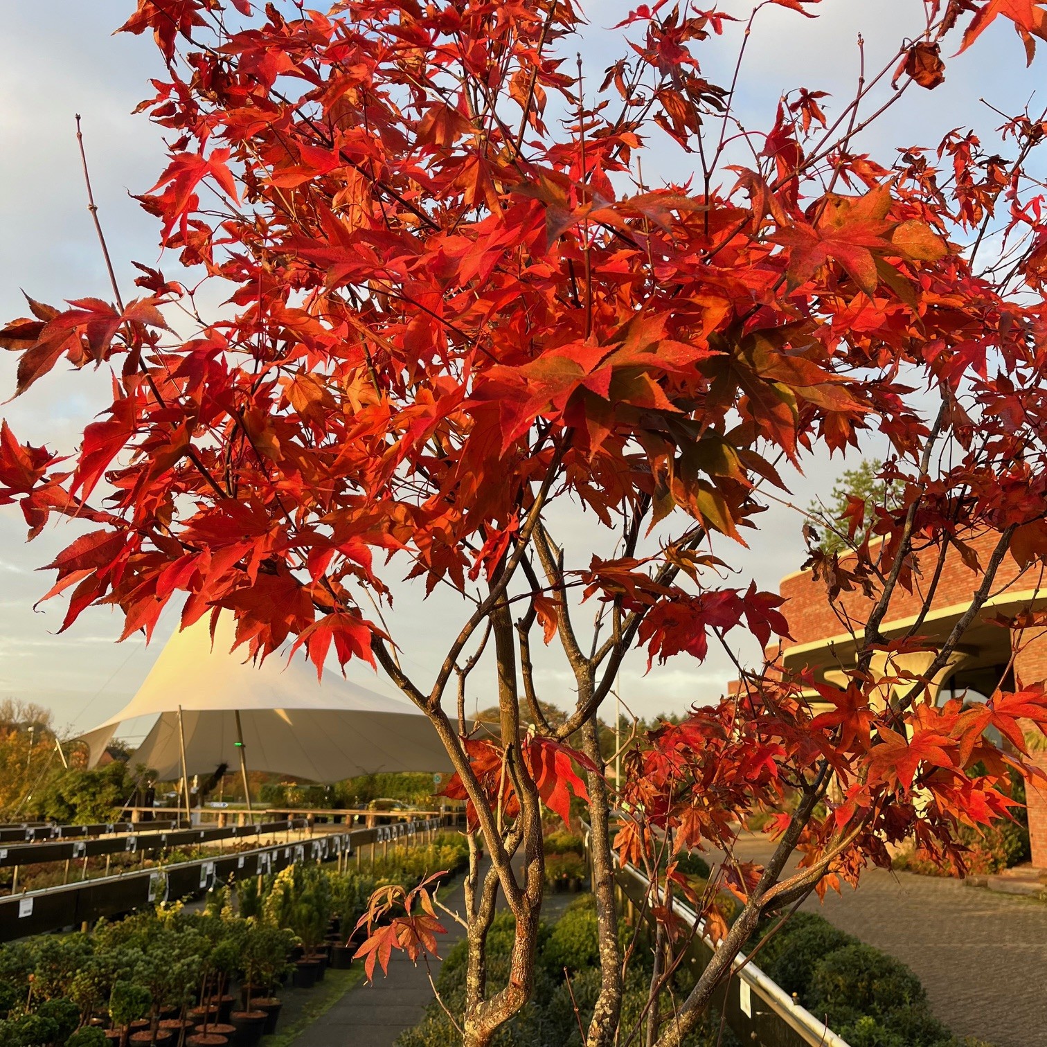 ACER PALMATUM 'OSAKAZUKI'