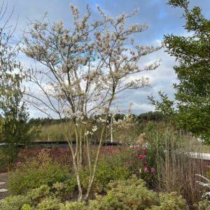 AMELANCHIER LAMARCKII