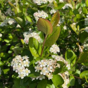 ARONIA MELANOCARPA
