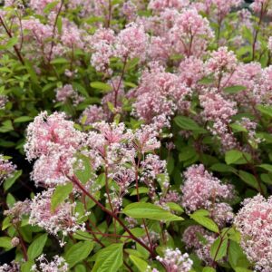 CEANOTHUS P. 'MARIE SIMON'