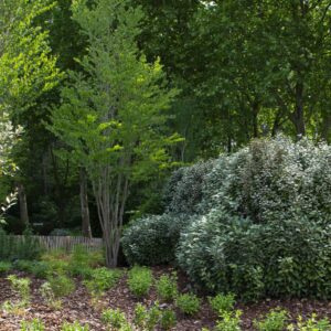 CERCIDIPHYLLUM JAPONICUM