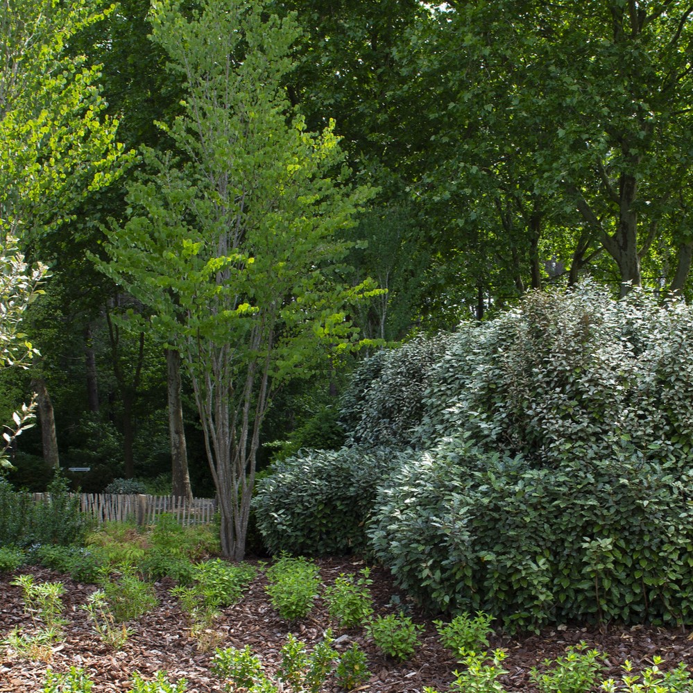 CERCIDIPHYLLUM JAPONICUM
