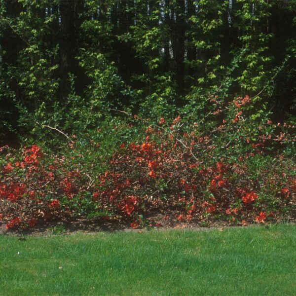 CHAENOMELES SUPERBA 'NICOLINE' - Afbeelding 2