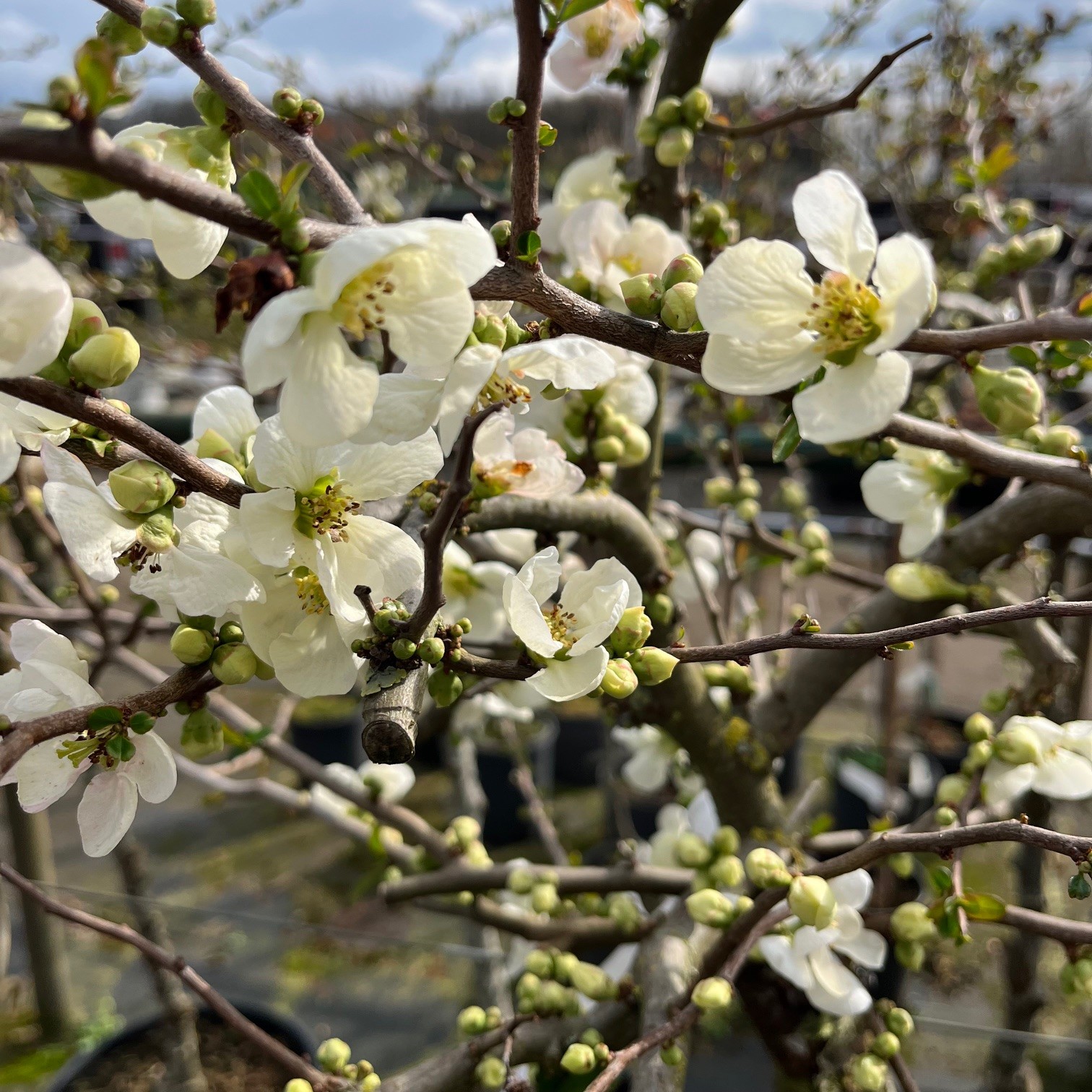 CHAENOMELES SUPERBA 'JET TRAIL'