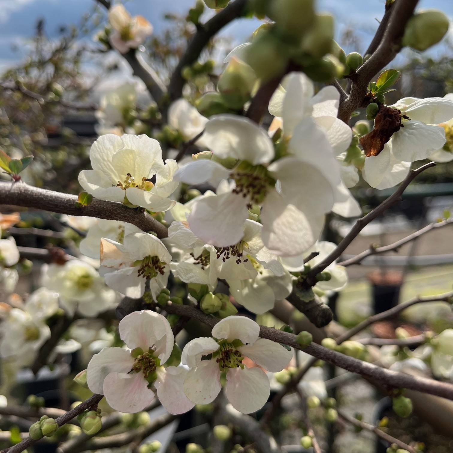 CHAENOMELES SUPERBA 'JET TRAIL' - Afbeelding 2
