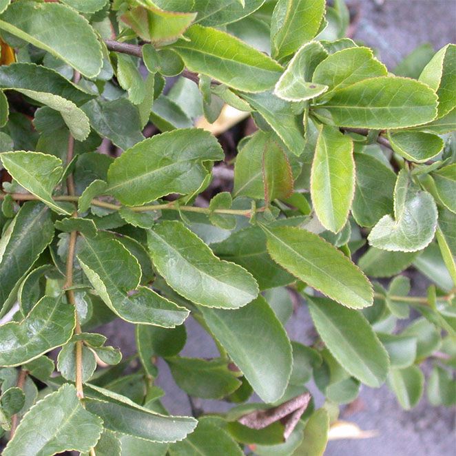 CHAENOMELES SUPERBA 'JET TRAIL' - Afbeelding 3