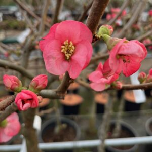 CHAENOMELES SUPERBA 'PINK LADY'