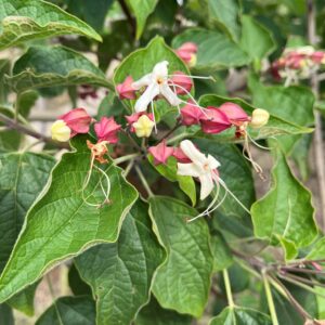 CLERODENDRUM TRICHOTOMUM