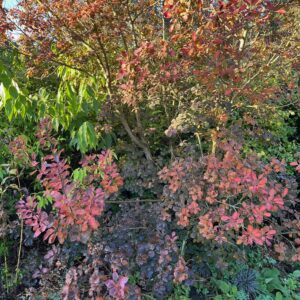 COTINUS COGGYGRIA 'ROYAL PURPLE'