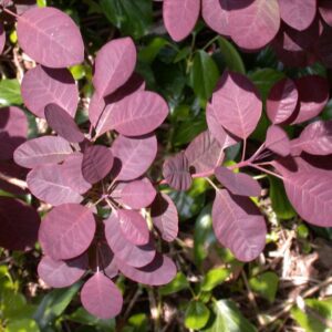 COTINUS COGGYGRIA 'ROYAL PURPLE'