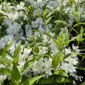 DEUTZIA GRACILIS