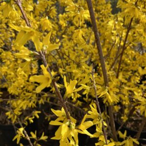 FORSYTHIA INTERMEDIA