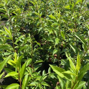 FORSYTHIA INTERMEDIA 'LYNWOOD'