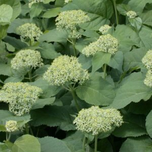 HYDRANGEA ARB. 'ARBORESCENS'