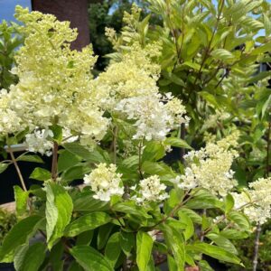 HYDRANGEA PANICULATA 'GRANDIFLORA'