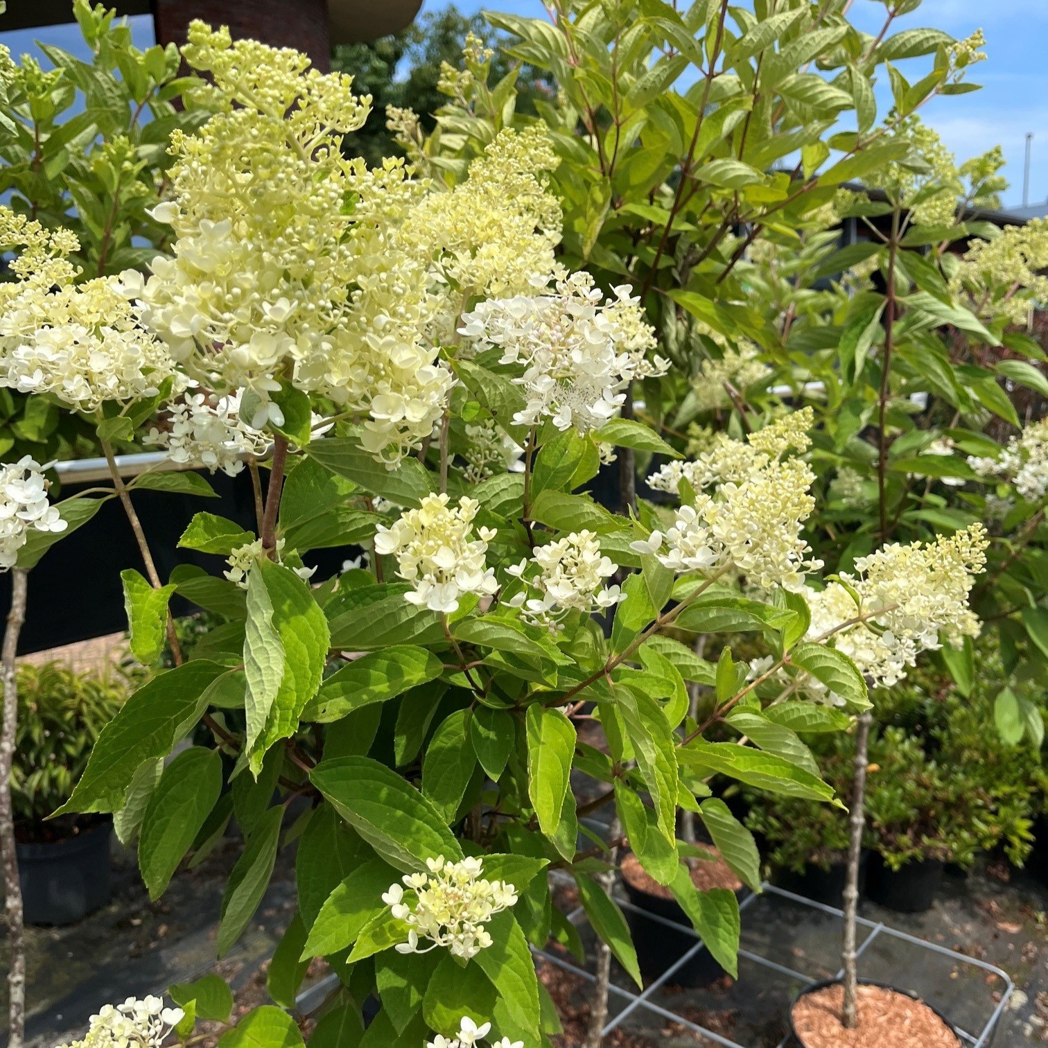 HYDRANGEA PANICULATA 'GRANDIFLORA' - Afbeelding 4