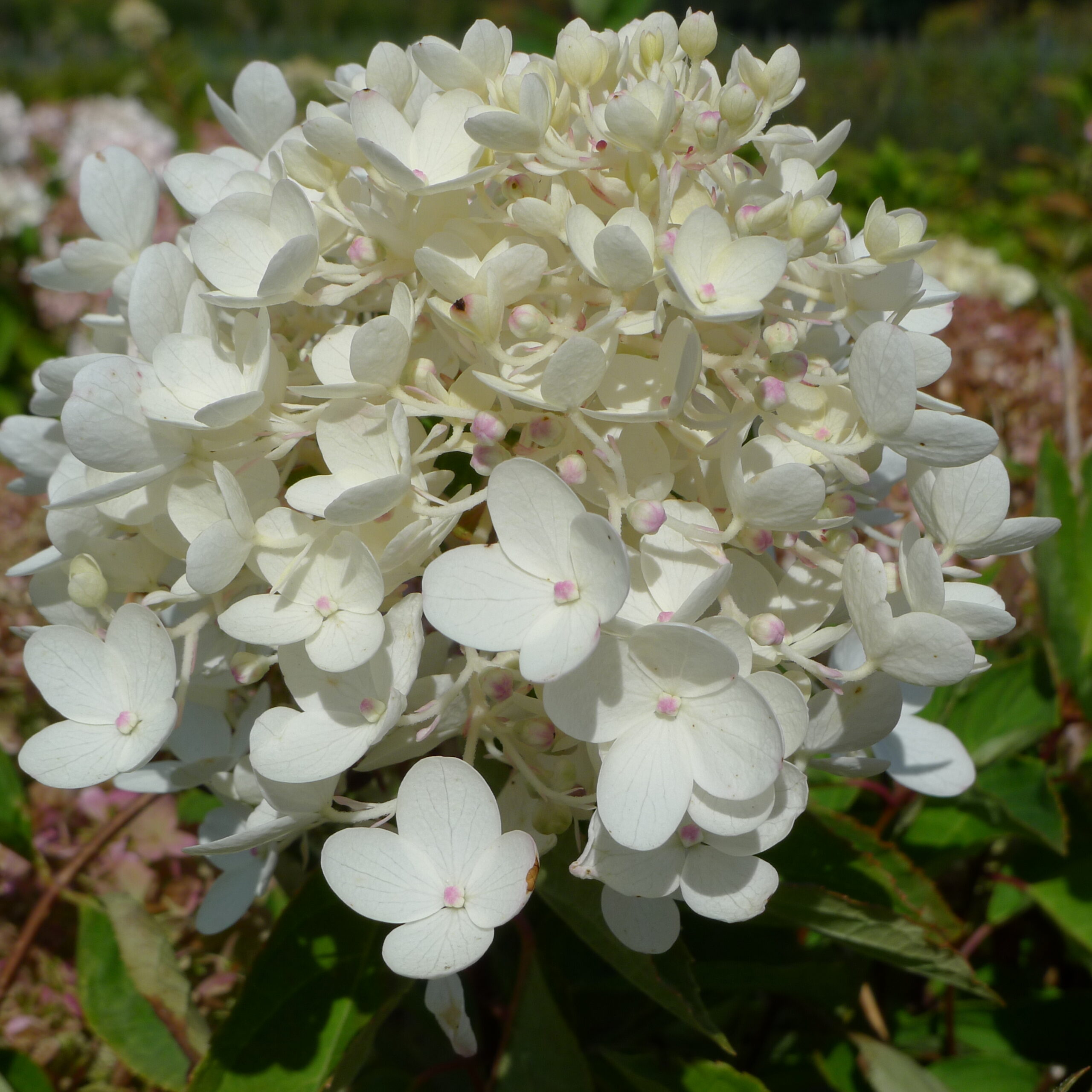 HYDRANGEA PANICULATA 'GRANDIFLORA' - Afbeelding 3