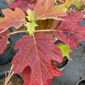 HYDRANGEA QUERCIFOLIA