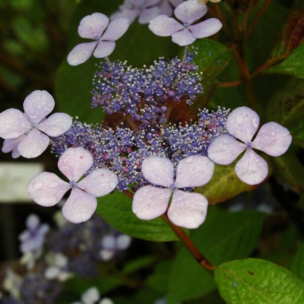 HYDRANGEA SERRATA 'BLUE BIRD' - Afbeelding 3