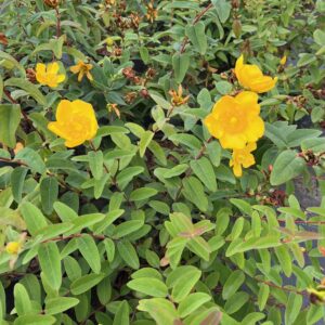 HYPERICUM 'HIDCOTE'