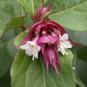LEYCESTERIA FORMOSA