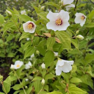 PHILADELPHUS 'BELLE ETOILE'