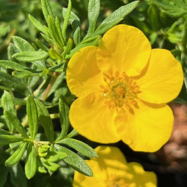 POTENTILLA F. 'GOLDFINGER' - Afbeelding 4