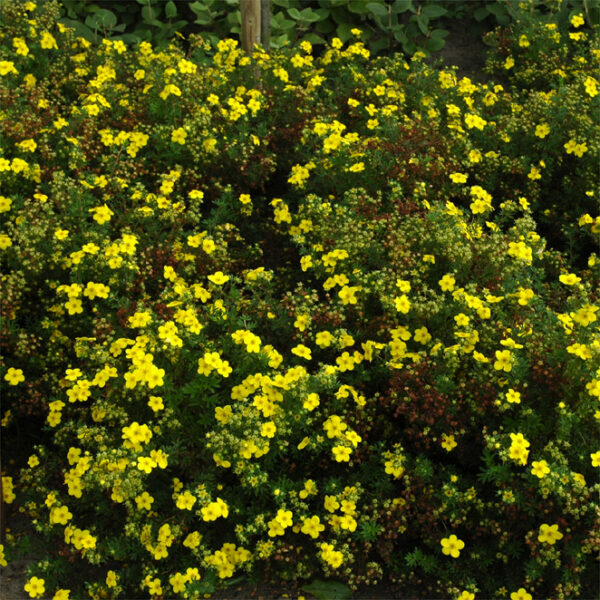 POTENTILLA F. 'GOLDFINGER' - Afbeelding 2