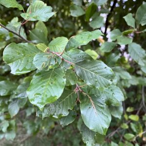 RHAMNUS FRANGULA