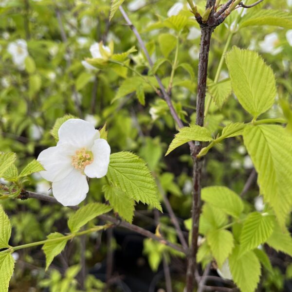 RHODOTYPOS SCANDENS