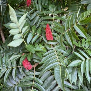 RHUS TYPHINA