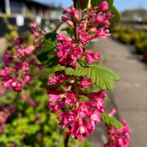 RIBES SANG. 'KING EDWARD IV'