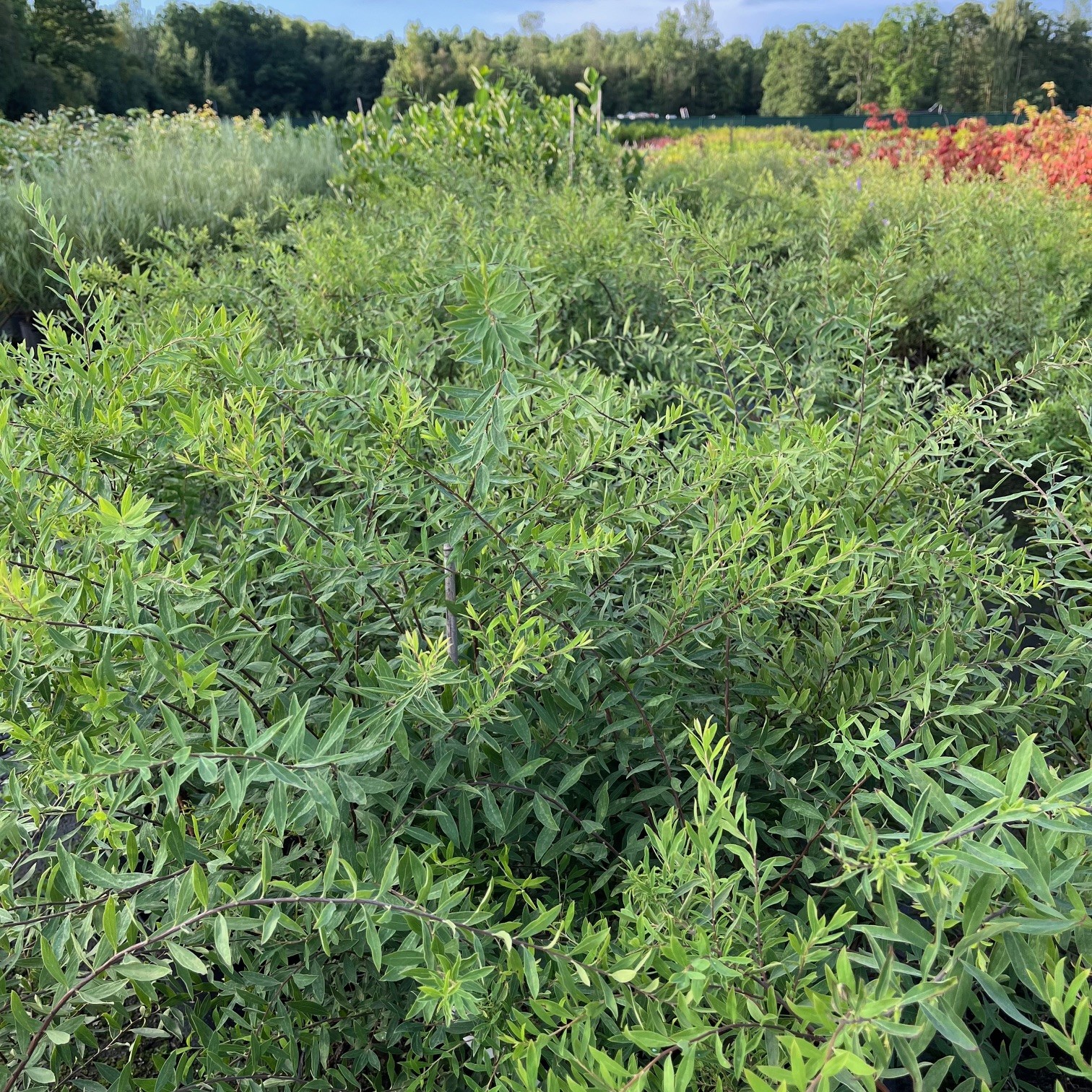 SPIRAEA ARGUTA - Afbeelding 4