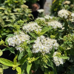 SPIRAEA JAPONICA 'ALBIFLORA'