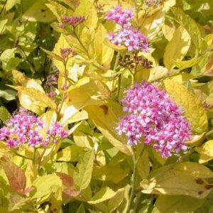 SPIRAEA JAPONICA 'GOLDEN PRINCESS'