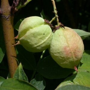STAPHYLEA PINNATA