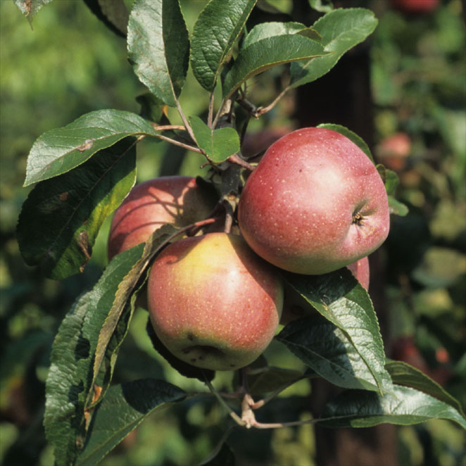 Appels: rassen, bestuiving, groeiwijze