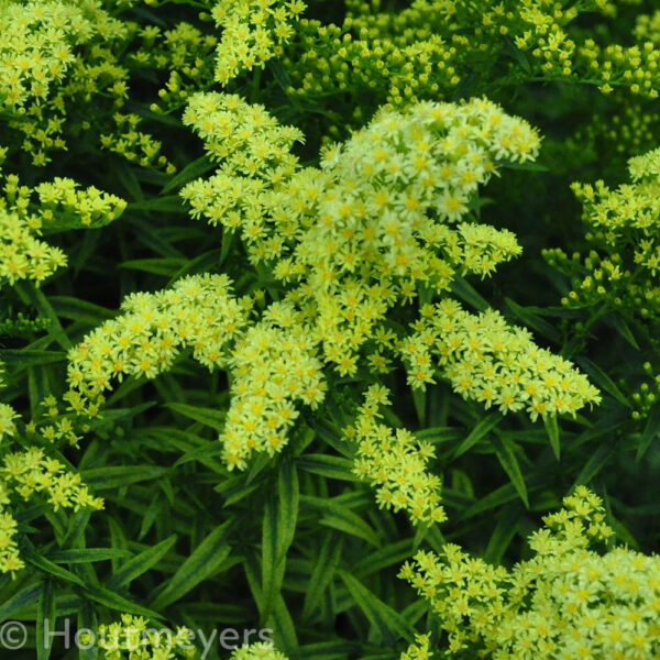 SOLIDAGO 'LOYSDER CROWN' - Houtmeyers Plantencentrum en Boomkwekerij ...