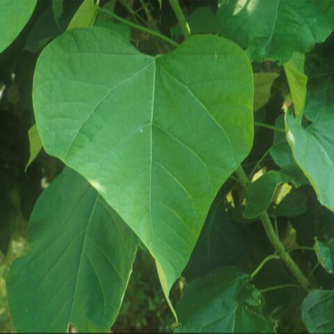 CATALPA BIGNONIOIDES 'BUNGEI' - Houtmeyers Plantencentrum en ...