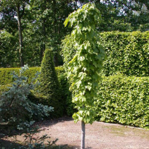 ACER RUBRUM 'GREEN PILLAR'