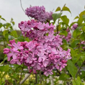 SYRINGA HYACINTHIFLORA 'ESTHER STALEY'