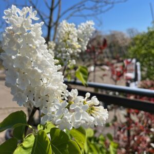 SYRINGA VULGARIS 'MME FLORENT STEPMAN'