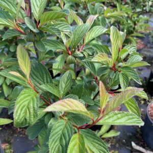 VIBURNUM BODNANTENSE 'DAWN'