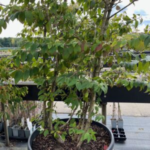 VIBURNUM PLICATUM 'TOMENTOSUM'