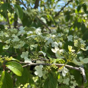 VIBURNUM PLICATUM TOMENTOSUM