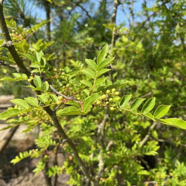 ZANTHOXYLUM SIMULANS - Afbeelding 4
