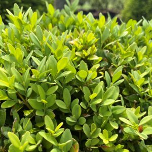 BUXUS SEMPERVIRENS