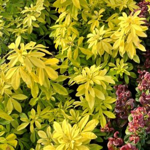 CHOISYA TERNATA 'SUNDANCE'