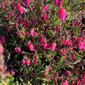 DABOECIA CANTABRICA 'WALEY'S RED'